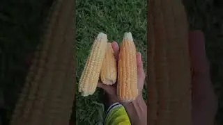 Grilling some yellow corn!!🌽 