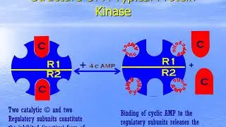 Mechanisms of Hormone action
