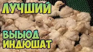 ИНКУБАЦИЯ / ВЫВОД / ТАКОГО ЕЩЁ НЕ БЫЛО! / ИНКУБАТОР СТИМУЛ