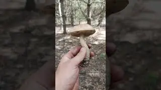 сбор грибов часть 1