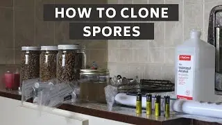 How To Clone Any Mushroom Genetics with Liquid Culture