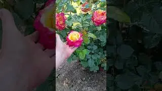 Пульман Ориент Экспресс