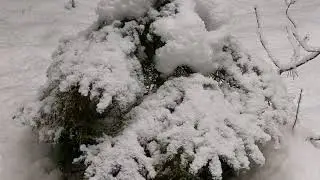Чжуан-Цзы. Отрывок из второй главы