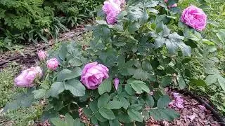 VID 20220614 191650