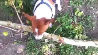 Джек и веточка.