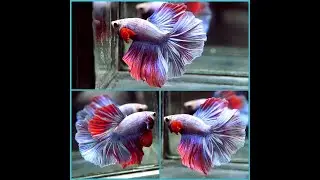 Betta Fish BLUE METALLIC RUBY DRAGON Halfmoon Male X514
