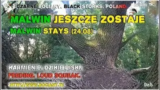Malwin stays (24.08). Feeding. Loud Squeak. Black Storks Poland 2017