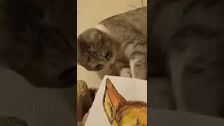 Я ж ловкая, я ж на твой монитор буду падать