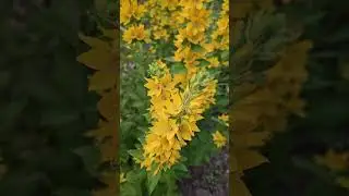 Lysimachia punctata - yellow loosestrife #nature #garden  #backyard