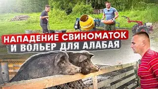 КАК МЕНЯ ЧУТЬ СВИНОМАТКИ НЕ ЗАГРЫЗЛИ. Строительство вольера 6*4.5 метра для алабая