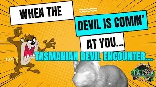 My pet Devil coming home to roost...