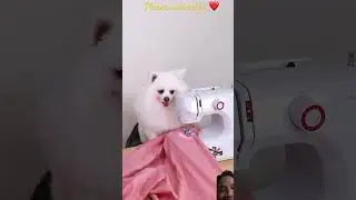 The dog turns into a mermaid!#nico #dog #funny #smartnico #cute