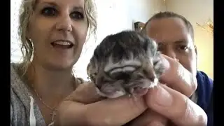 Kitten born with two Faces |Video|