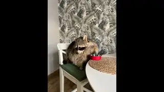A hungry owner takes food from the raccoon Tyoma.