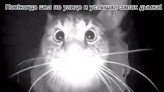 Кот нюхает камеру
