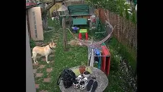 Кролик бакс и кот Сонник