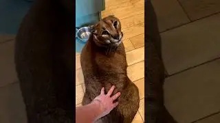 Animals transformation #viral #animalsofyoutube #shorts