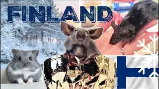 We drove 18h to FINLAND just for... MICE?🐭