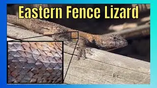 Why Do These Lizards Have Spikes?