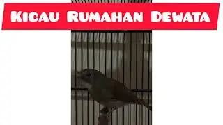 Srdc gacor isian melimpah || Srdc Aligator milik Ostha