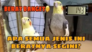 Parkit Australia Jenis Ini Memiliki Tubuh Yang Sangat Berat | This Type Of Cockatiel Has aHeavy Body