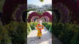 facts || most expensive and rare flowers 