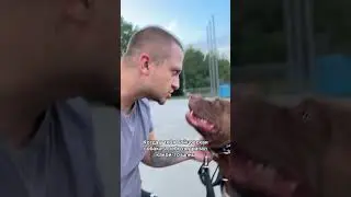 Шаришь? #дрессировкасобаксолигорск #pitbull #питбультор
