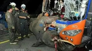 A Tourist Bus Crush 8 year old ELEPHANT