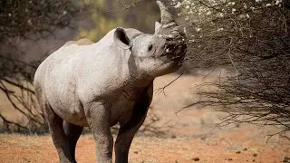 Internetcafe für Tiere - was ist das 🤔🦏🦓???