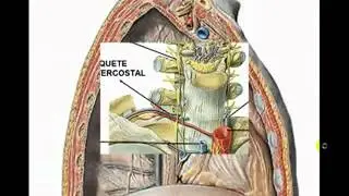 MEDIASTINO