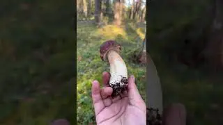 Боровики Карелии 12.09.2023 часть4