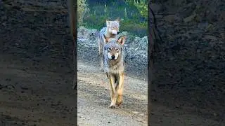 Wolf Encounter at 10 Feet! 