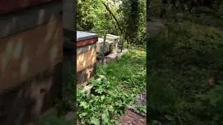The queen rearing apiary