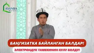 БАЛДАРЫБЫЗ СИНТЕТИКАЛЫК БАҢГИЗАТТЫН КУЛУ БОЛУП БҮТТҮ! УСТАЗ ШУМКАР