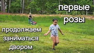Первые розы и паразиты😅😅 занимаемся двором