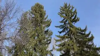 Анна Ахматова Перед весной бывают дни такие