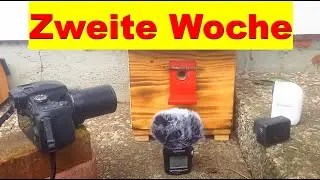 Hummelkisten Überwachen, Ist sie noch da? Die zweite Woche