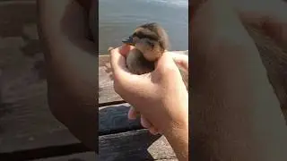 Шустрый пушок. Nimble fluff.