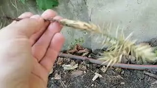 Chilean Araucaria. Frost resistance. Araucaria care.