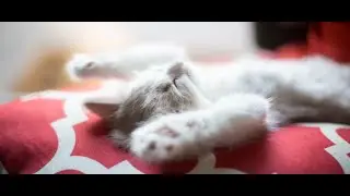 ¿Cómo cuido a mi gatito de 2 meses? #gatos #veterinaria #veterinarios