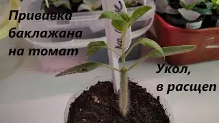 Eggplant vaccination on tomato injection at the point of growth and vaccination in the cleft