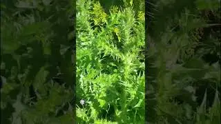 Spiky Weed 