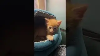 Юсик