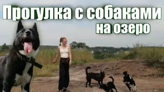 С собаками в лес на озеро, уже с квадроциклом