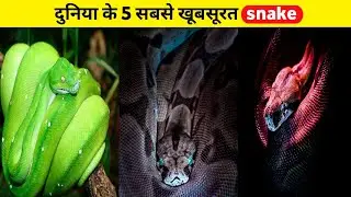 💥𝟱 𝗠𝗼𝘀𝘁 𝗕𝗲𝗮𝘂𝘁𝗶𝗳𝘂𝗹 𝗦𝗻𝗮𝗸𝗲𝘀 𝗜𝗻 𝗧𝗵𝗲 𝗪𝗼𝗿𝗹𝗱🔥|दुनिया के 𝟱 सबसे खूबसूरत सांप | 𝗷𝘀 𝗶𝗻𝗳𝗼 𝘇𝗼𝗻𝗲 |