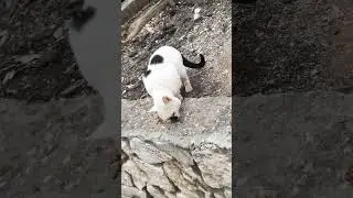 У КОТА ОСОБЫЙ ВЗГЛЯД