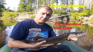 Жесть! Бешеный клёв щуки!