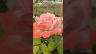 Joy of Life Rose 🌹💓 #shortsvideo #shorts