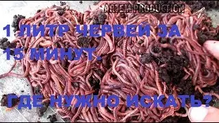 1 LITER of worms IN 15 MINUTES - WHERE YOU NEED TO CHECK