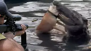 صيد التماسيح بالبنادق صياد الكلاب والنمر 😱🔥👍👌 الجزء 3